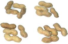 Erdnüsse-4x4.jpg